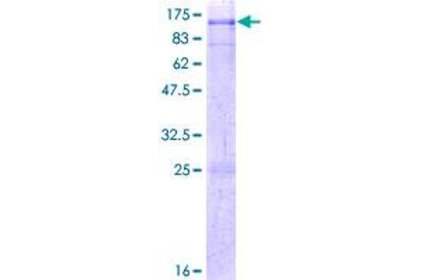 MYST2 Protein (AA 1-611) (GST tag)