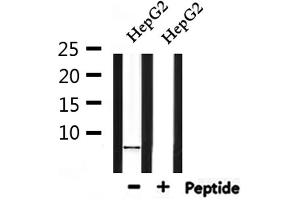Western blot analysis of extracts from HepG2, using Cytochrome c Oxidase 7C Antibody.