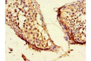 Immunohistochemistry of paraffin-embedded human testis tissue using ABIN7147399 at dilution of 1:100