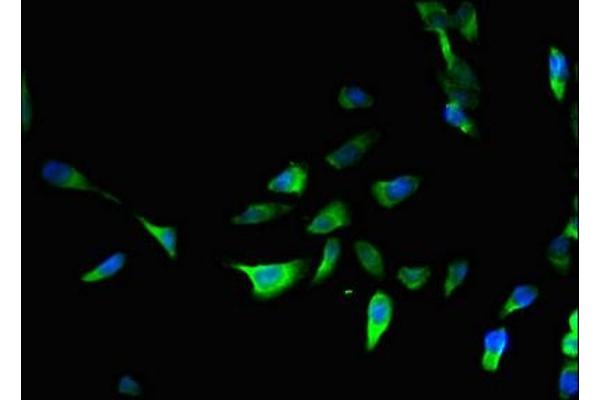 PRRG3 antibody  (AA 102-231)