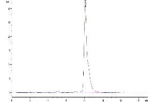Size-exclusion chromatography-High Pressure Liquid Chromatography (SEC-HPLC) image for Semaphorin 7A, GPI Membrane Anchor (John Milton Hagen Blood Group) (SEMA7A) (AA 45-648) protein (His tag) (ABIN7275564)