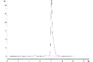 The purity of Human SEMA7A is greater than 95 % as determined by SEC-HPLC. (SEMA7A Protein (AA 45-648) (His tag))