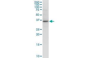 VAX1 monoclonal antibody (M03), clone 2F4. (VAX1 antibody  (AA 1-100))