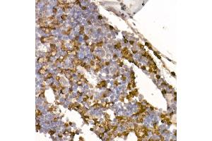 Immunohistochemistry of paraffin-embedded Mouse bone marrow using Neutrophil Elastase (ELANE) antibody (ABIN7266912) at dilution of 1:100 (40x lens). (ELANE antibody)