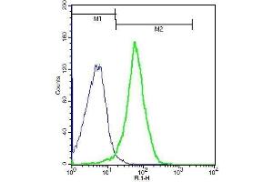 Mouse probed with Rabbit Anti-IL18R Beta Polyclonal Antibody, Unconjugated . (IL18RAP antibody  (AA 15-120))