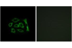 Immunofluorescence analysis of A549 cells, using ERD22 Antibody.