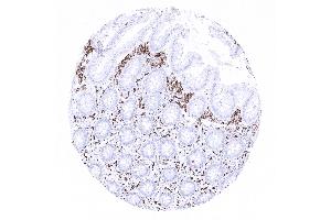 Appendix mucosa CD163 (CD163 antibody  (AA 43-196))