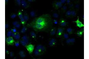Immunofluorescence (IF) image for anti-Prolactin (PRL) antibody (ABIN1500432) (Prolactin antibody)