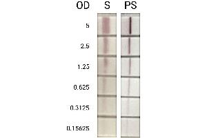 Lateral Flow (LF) image for Polystreptavidin protein (ABIN7567110)