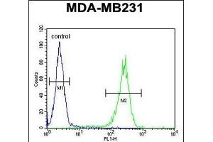 RAB11FIP2 Antibody (Center) (ABIN651666 and ABIN2840350) flow cytometric analysis of MDA-M cells (right histogram) compared to a negative control cell (left histogram). (RAB11FIP2 antibody  (AA 345-374))