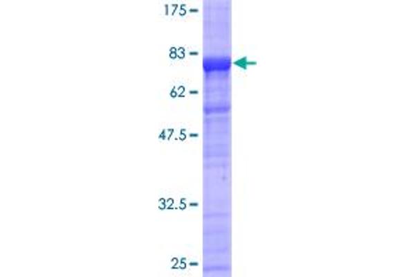 PHF10 Protein (AA 1-408) (GST tag)