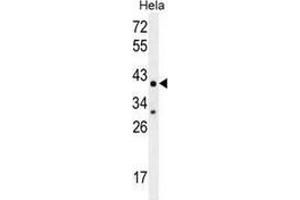 Western blot analysis in Hela cell line lysates (35ug/lane) using Cytochrome C1  Antibody (C-term). (Cytochrome C1 antibody  (C-Term))