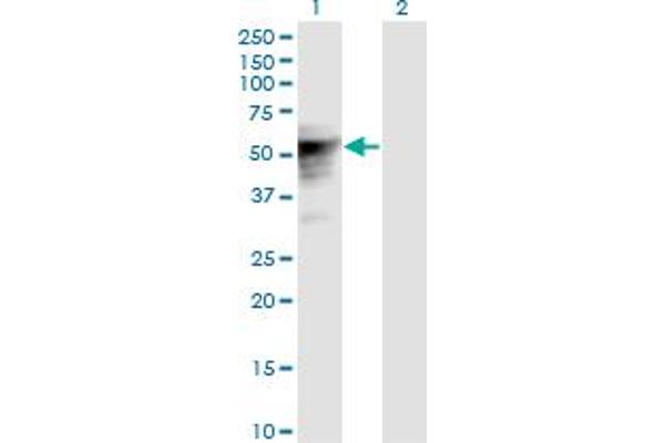TLE6 anticorps  (AA 1-449)