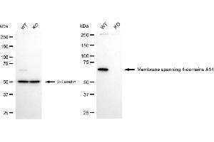 anti-Membrane-Spanning 4-Domains, Subfamily A, Member 14 (MS4A14) antibody