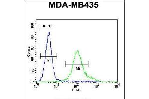 Flow cytometric analysis of MDA-MB435 cells (right histogram) compared to a negative control cell (left histogram). (NMDAR2A antibody  (C-Term))