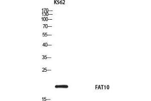 Western Blot (WB) analysis of K562 using FAT10 antibody.