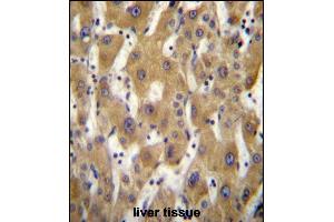 GE5 Antibody (C-term) (ABIN656719 and ABIN2845947) immunohistochemistry analysis in formalin fixed and raffin embedded human liver tissue followed by peroxidase conjugation of the secondary antibody and DAB staining.