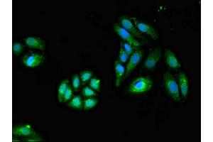 Immunofluorescent analysis of HepG2 cells using ABIN7154420 at dilution of 1:100 and Alexa Fluor 488-congugated AffiniPure Goat Anti-Rabbit IgG(H+L) (GZMK antibody  (AA 27-264))