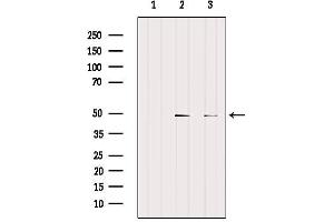 Western blot analysis of extracts from various samples, using CCRN4L Antibody. (CCRN4L antibody)