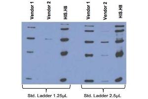 Comparison between anti-His tag (HIS. (His Tag antibody)