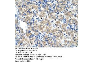 Human Liver (FERD3L antibody  (N-Term))