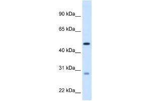 ECHS1 antibody used at 1.