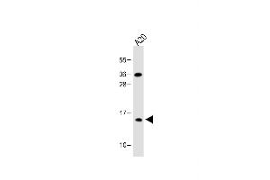 GABARAPL2 antibody