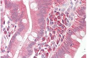 Anti-GAD67 antibody IHC staining of human small intestine. (GAD antibody  (AA 471-520))