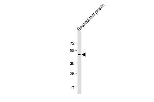 Anti-TrpE Antibody at 1:1000 dilution + Recombinant Bifidobacterium TrpE protein Lysates/proteins at 20 ng per lane. (TrpE (AA 391-422) antibody)