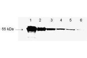 antibody to detect conjugated proteins is shown to detect as little as 3 ng of amino-terminal tagged recombinant protein by western blot. (DYKDDDDK Tag antibody  (Biotin))