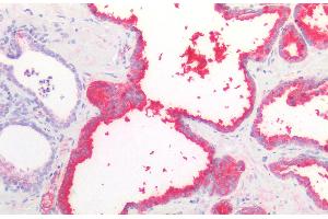 Immunohistochemistry staining of human prostate (paraffin-embedded sections) with anti-PSA (A67-B/E3), 10 μg/mL. (Prostate Specific Antigen antibody)
