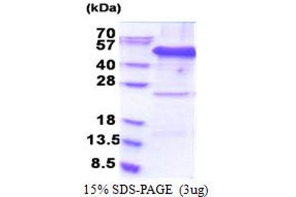 EIF3F Protein (AA 1-357) (His tag)