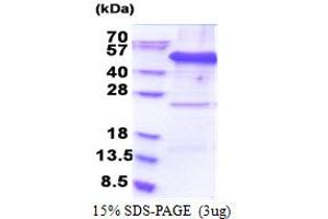 SDS-PAGE (SDS) image for Eukaryotic Translation Initiation Factor 3 Subunit F (EIF3F) (AA 1-357) protein (His tag) (ABIN5853278)