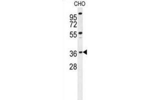 Western Blotting (WB) image for anti-Exonuclease 5 (EXO5) antibody (ABIN2995666) (EXO5 antibody)