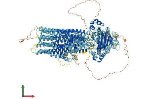 Protein Structure (PS) image for ATP-Binding Cassette, Sub-Family C (CFTR/MRP), Member 12 (ABCC12) (AA 1-1366) protein (His tag) (ABIN7564281)