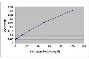 H2O2 Standard Curve