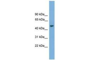 Image no. 1 for anti-Nuclear Prelamin A Recognition Factor (NARF) (AA 323-372) antibody (ABIN6745635)