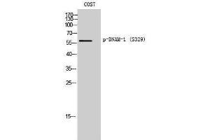 Western Blotting (WB) image for anti-CD226 (CD226) (pSer329) antibody (ABIN3173371) (CD226 antibody  (pSer329))