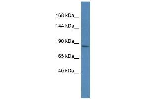 Western Blot showing Magee1 antibody used at a concentration of 1. (MAGEE1 antibody  (C-Term))