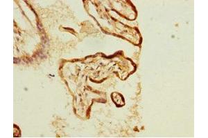 Immunohistochemistry of paraffin-embedded human placenta tissue using ABIN7157566 at dilution of 1:100 (KLC1 antibody  (AA 274-573))