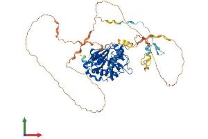 AlphaFold protein structure predicition of Human Recombinant PAK4 Protein, UniprotID O96013 (PAK4 Protein (AA 1-591) (His tag))