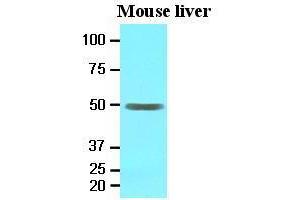 Western Blotting (WB) image for anti-Epoxide Hydrolase 1, Microsomal (Xenobiotic) (EPHX1) (AA 21-455) antibody (ABIN371868) (EPHX1 antibody  (AA 21-455))