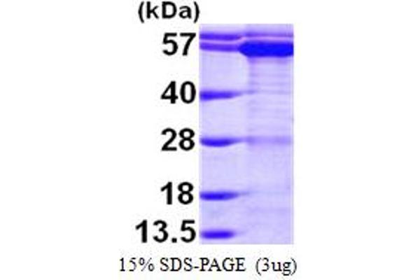 TCP1 alpha/CCTA Protein (AA 1-556) (His tag)