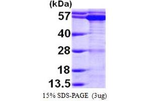 SDS-PAGE (SDS) image for T-Complex 1 (TCP1) (AA 1-556) protein (His tag) (ABIN7529160)