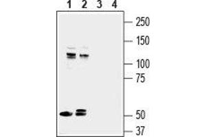 Western blot analysis of mouse brain lysate (lanes 1 and 3) and rat brain lysate (lanes 2 and 4): - 1,2. (Astrotactin 1 (ASTN1) (AA 1068-1080), (C-Term), (Extracellular) antibody)
