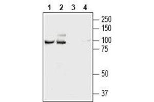 Western blot analysis of rat (lanes 1 and 3) and mouse (lanes 2 and 4) brain lysates: - 1,2. (NCAM2 antibody  (Extracellular, N-Term))