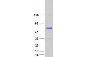 Validation with Western Blot (FOXL2 Protein (Myc-DYKDDDDK Tag))
