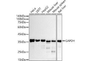 Western blot analysis of extracts of various cell lines, using GAPDH antibody (ABIN7267454) at 1:10000 dilution. (GAPDH antibody)