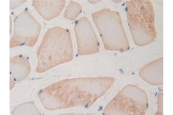 BMP15 antibody  (AA 269-391)
