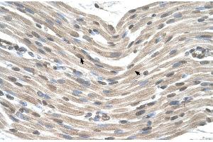 Human Muscle (CDX4 antibody  (Middle Region))